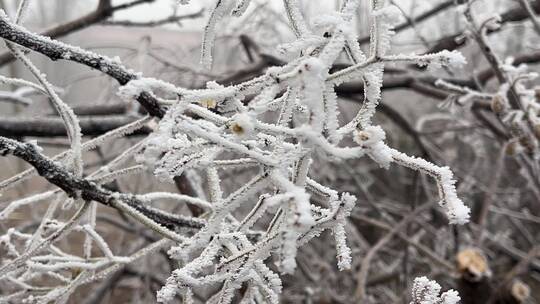 下霜的树枝
