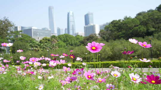 秋英波斯菊大波斯菊格桑花格桑梅朵