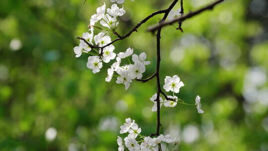 春天鲜花盛开蜜蜂在梨花上采蜜