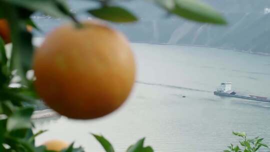 现代农业经济发展橙子丰收视频素材