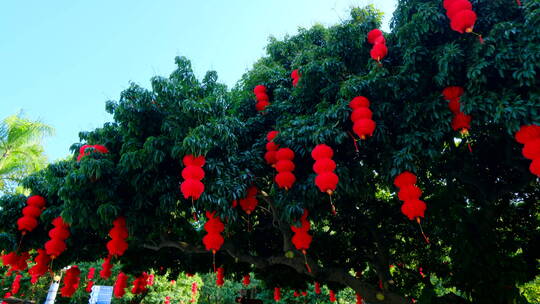 过年春节挂在树上的灯笼张灯结彩