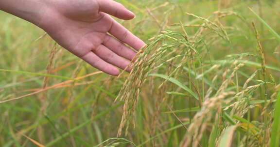 抚摸水稻农业种植