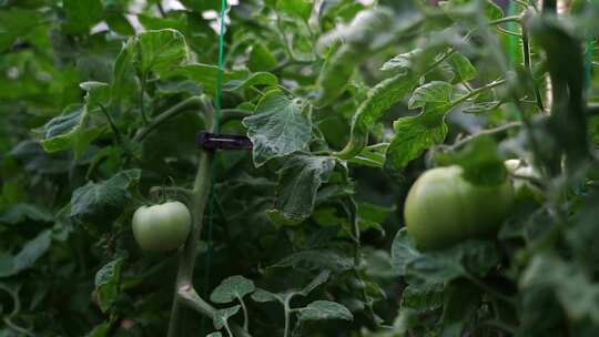西红柿 番茄 蔬菜大棚 蔬菜 农民干活