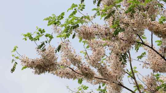 泰国樱花、花旗木