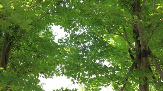 城市绿化夏日阳光树枝树叶植物鲜花实拍