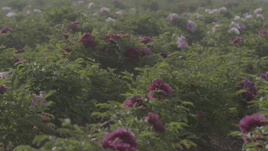 牡丹花种植LOG视频素材