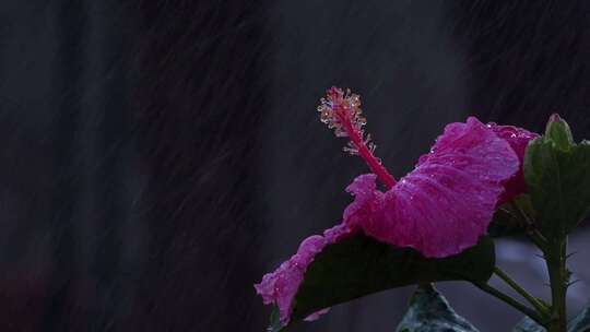 雨中花的特写镜头