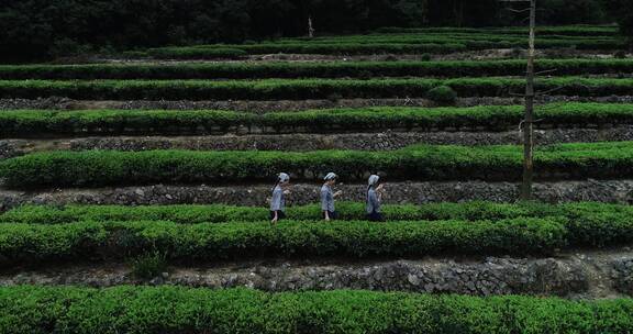 茶园 茶叶 茶 茶山 茶文化