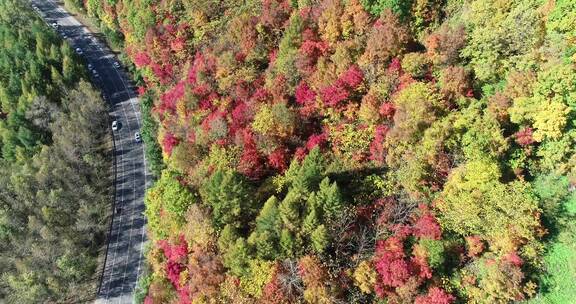 秋季山区枫红柞黄景色