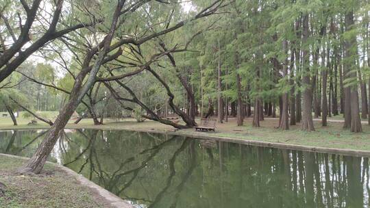 杉松树在湖水中的倒影