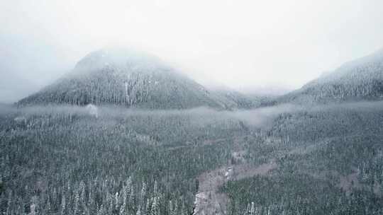 山，冬天，雪，树