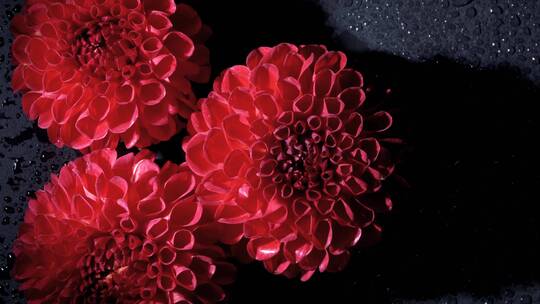 红色花朵盛开水珠特写唯美浪漫