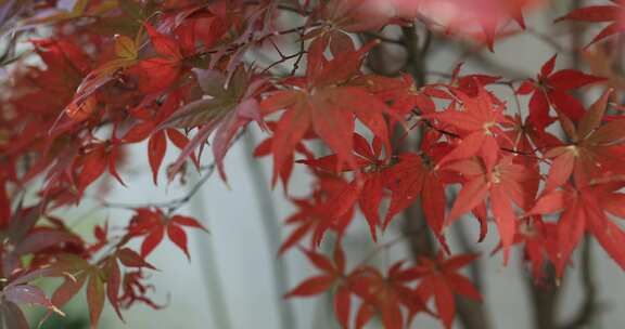 秋季花园洋房院落美丽红枫树秋色特写