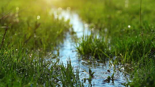 春天沼泽中的溪流，雨滴青草