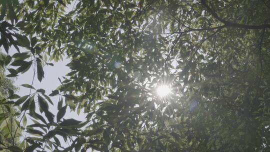 树荫下的阳光斑驳光影视频素材模板下载