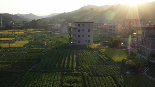 航拍秋天丰收金黄稻田4