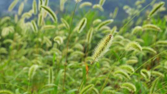 狗尾巴草草丛野草植物狗尾草公园唯美风景