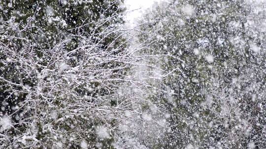 落雪，篱笆，树