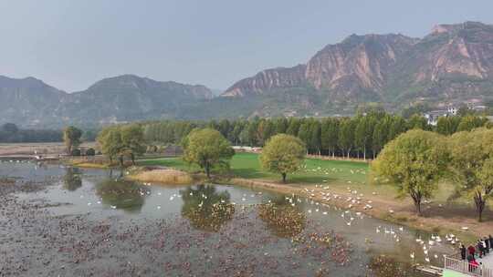 平陆天鹅湾景区