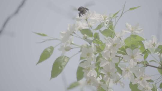 大蜜蜂采蜜白色花朵熊蜂