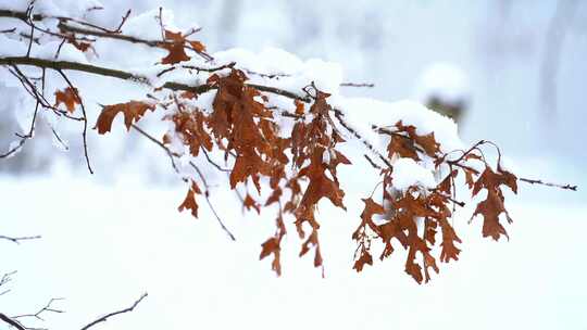 带雪树枝上的枯叶 枯萎的树叶