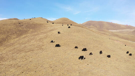 西藏青海 高原牦牛 航拍