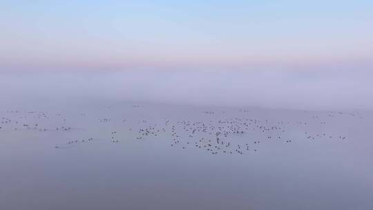 水面飞鸟全景