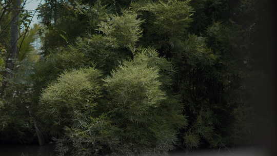 茂密绿植自然景象