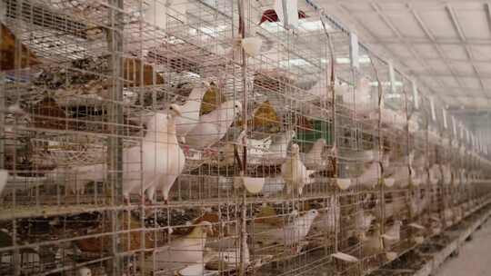 鸽子 家禽农场 鸽子养殖