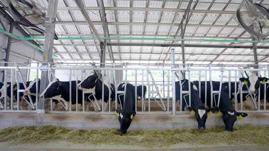 肉牛规模化养殖厂