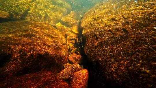 小溪水下镜头清澈见底溪流高清4K纯净水