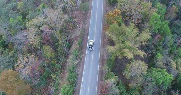 公路车辆树木