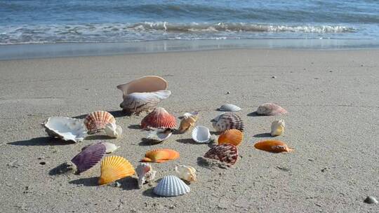 岸上的贝壳