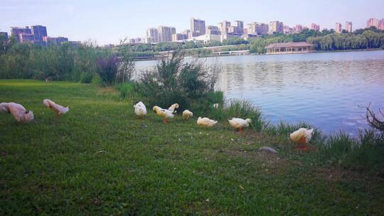 4K高清实拍西安曲江池遗址公园一群鸭子