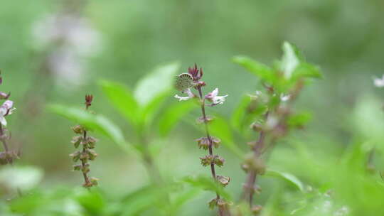 花卉上的蝴蝶实拍