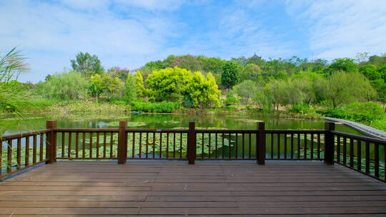 湿地公园风景莲花睡莲池塘湖景风光