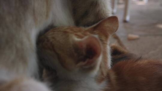 小猫咪吃母乳视频素材模板下载