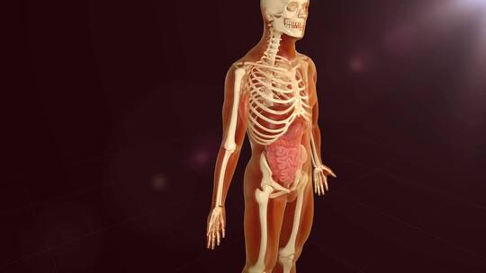 人体骨骼组织三维动画