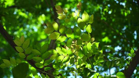 夏天阳光透过清新绿色树叶的治愈系光影