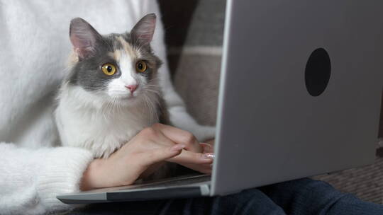 女人抱着小猫在办公视频素材模板下载