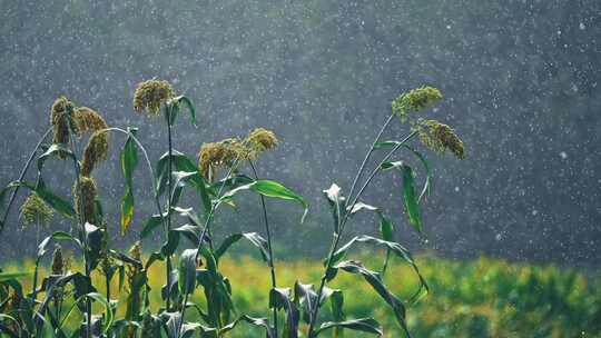 唯美雨天