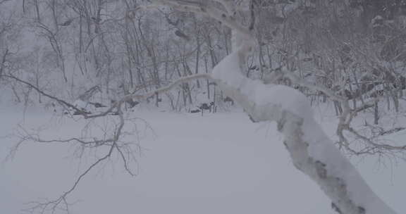 长白山北坡冬季风光