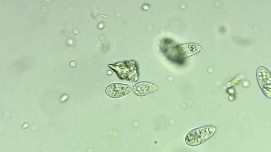 微生物纤毛虫细胞分裂