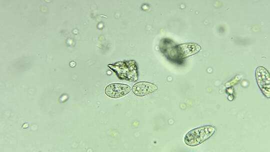 微生物纤毛虫细胞分裂视频素材模板下载