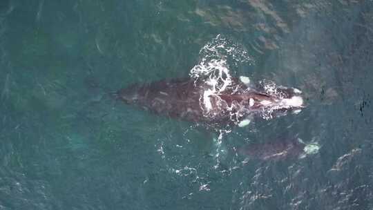 无人驾驶飞机在太平洋空中拍摄南露脊鲸和小牛犊离开中央海岸之旅视频素材模板下载