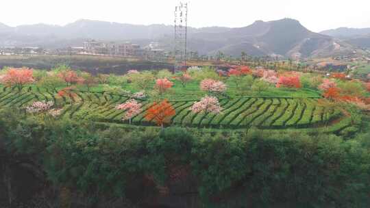 湖南郴州高椅岭樱花园