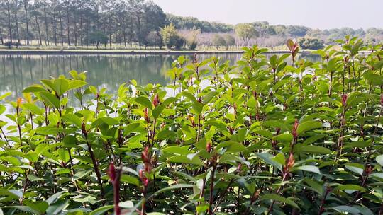 4k 植物园初春景象