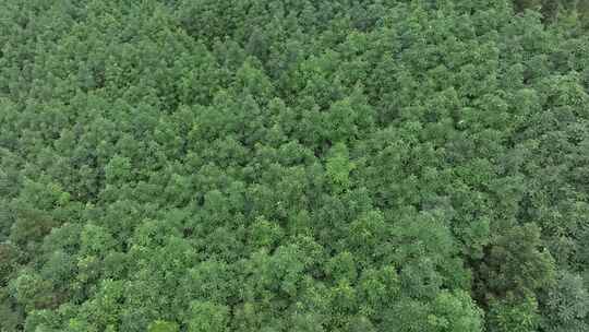 四川厚朴树中药材种植林