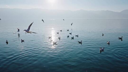 云南大理洱海海鸥