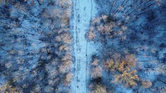 航拍冬季雪后树林的景象